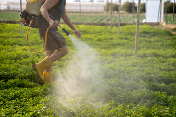 Best Ant Control Services  in Indian Head, MD