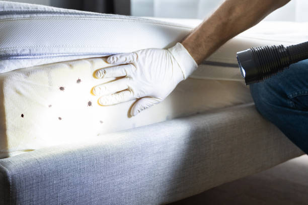Best Bed Bug Extermination  in Indian Head, MD